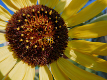 lady bug on center of sunflower
