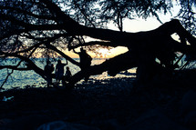 silhouettes of people in a tree on a beach at sunset 