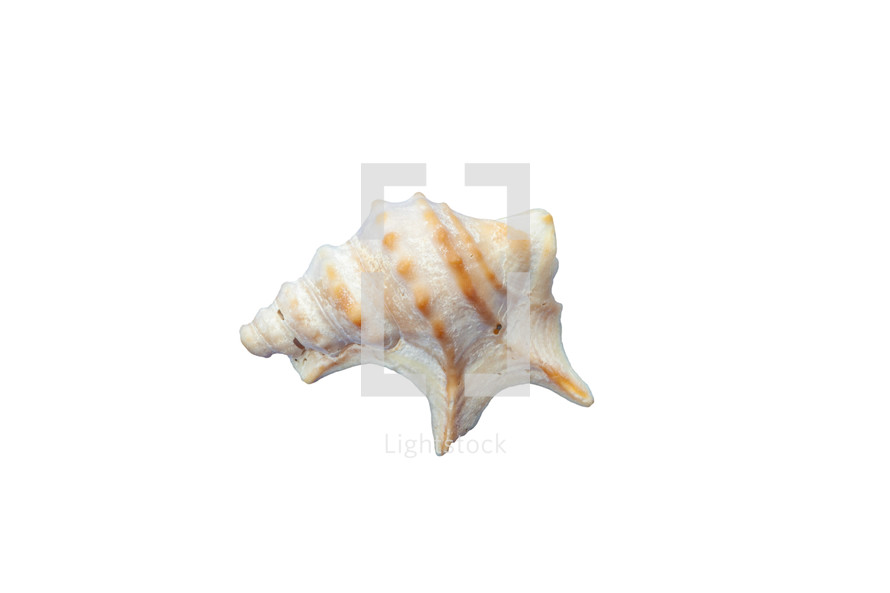 Seashell is standing on a white background showing its spiral pattern