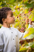 a boy in a vineyard 