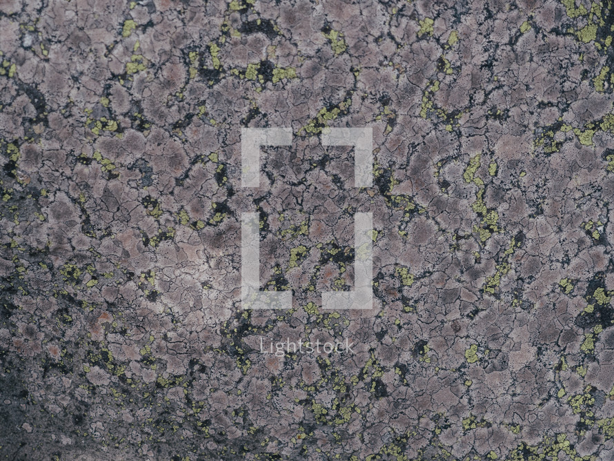 lichen on rock surface 
