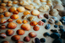 collection of seashells 