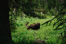 moose at a forest's edge 