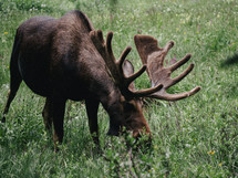 grazing moose 