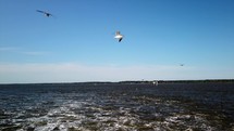 Slow motion sea gulls flying over water. 