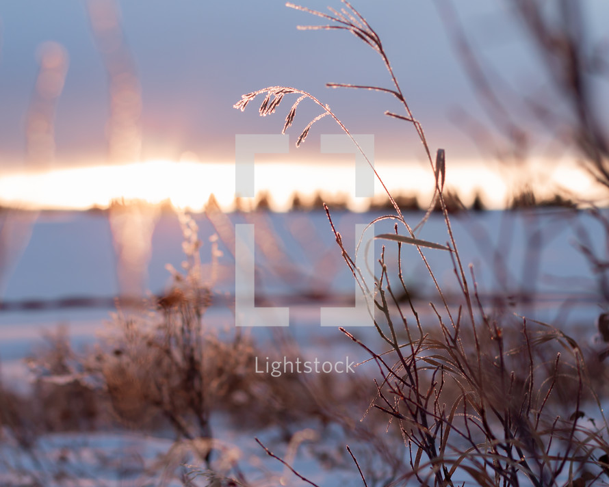 sunset and tall grasses in winter 