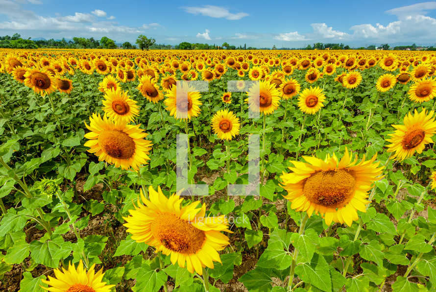 Field of sunflowers in full spring bloom with bee pollination.