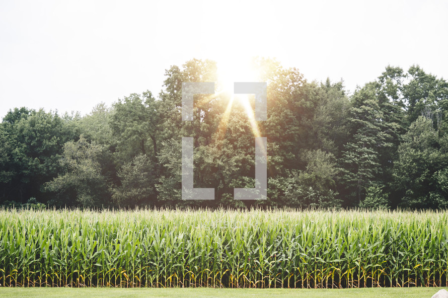 corn field background 