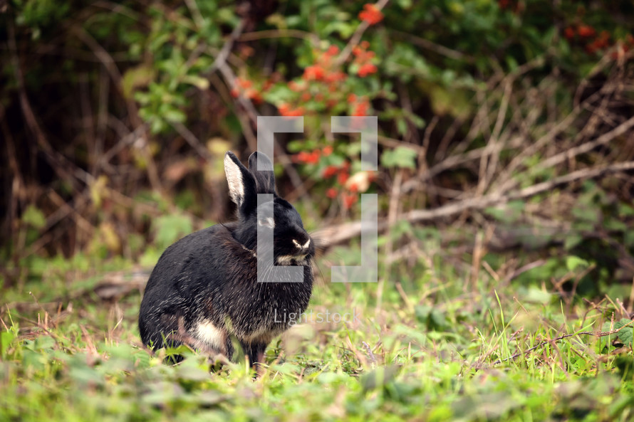 black rabbit in a forest 