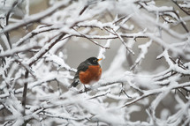 Robin sitting on snow covered branches