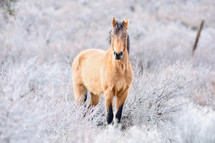 horse in a winter field 