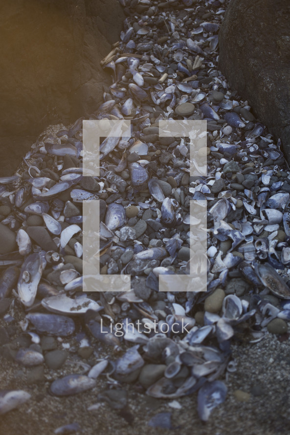 shells between two rocks on a beach 