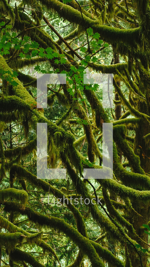 moss on branches in a forst 