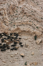 A shepherd with his goats on a mountainside 