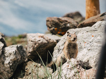 squirrel on rocks 