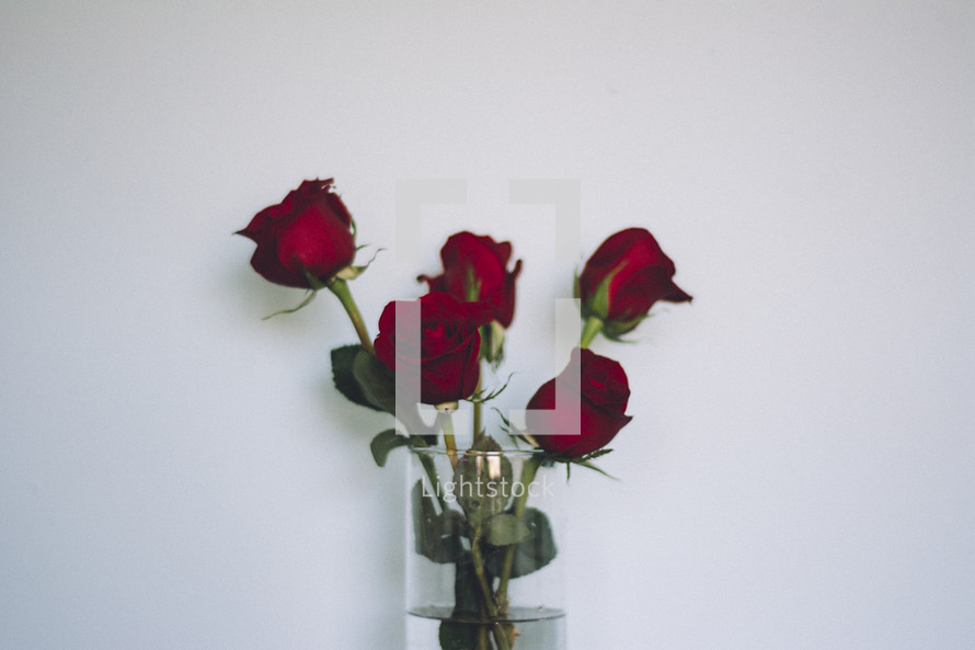 red roses in a vase 