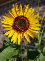 bright yellow sunflower in sunlight in front of blurred brick wall and leaves