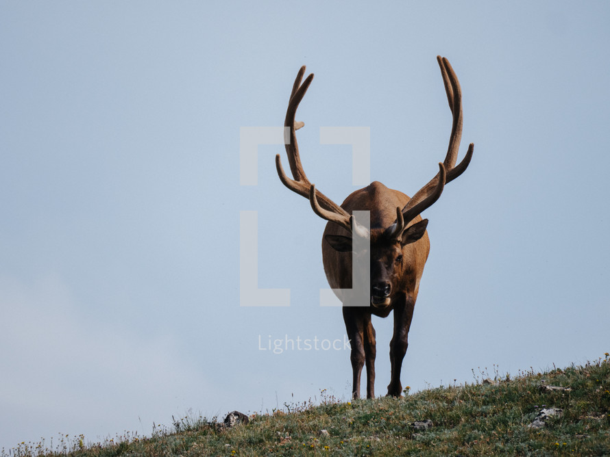 elk on a mountain 