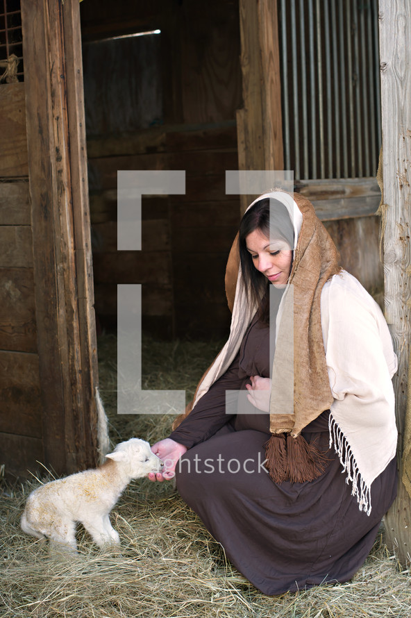 pregnant Mary petting a lamb 