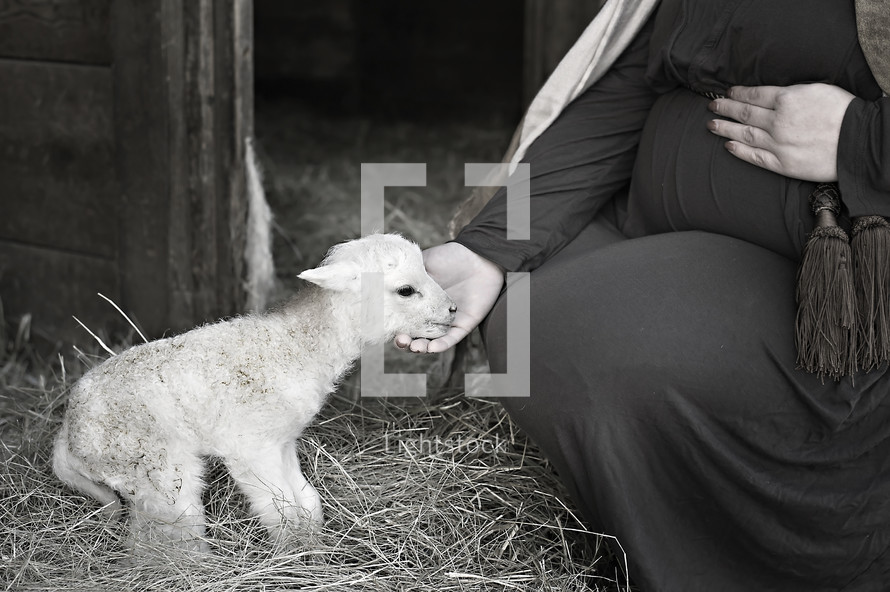 pregnant Mary petting a lamb in a stable 
