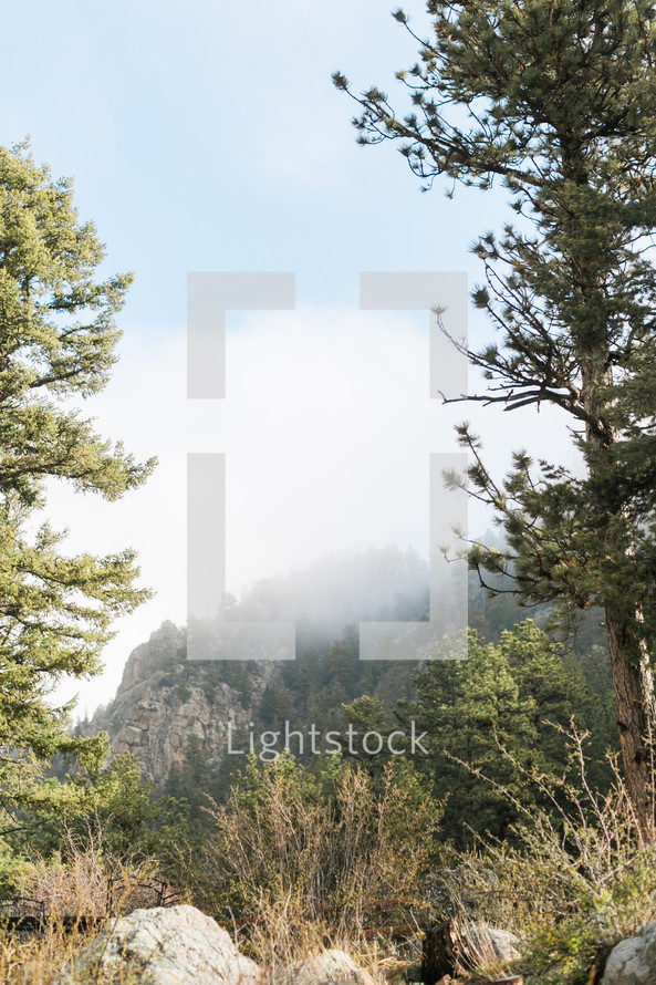 A forest and a foggy mountainside.