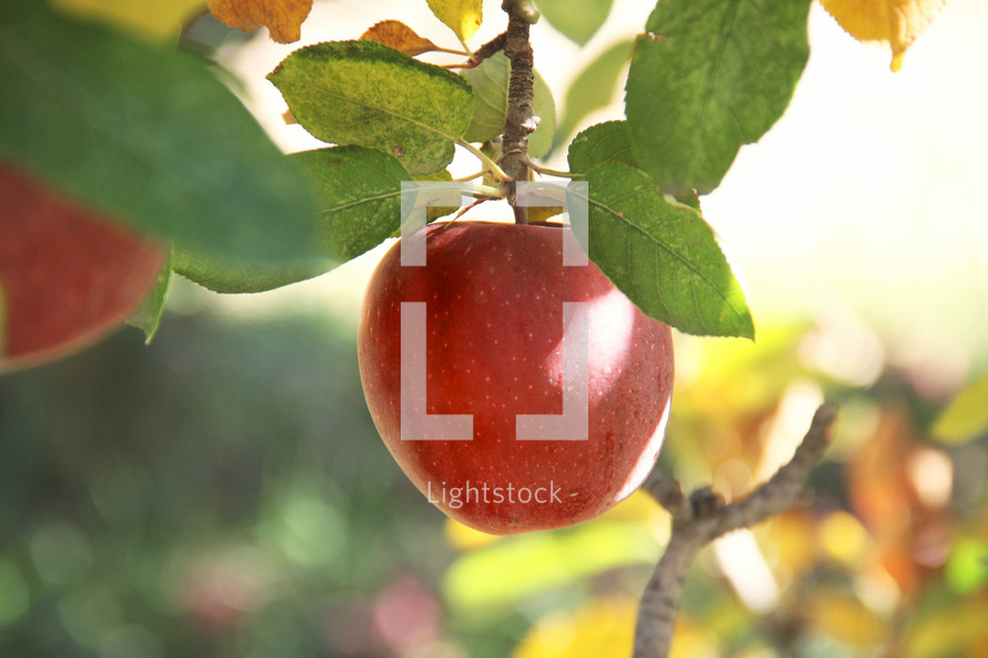apple hanging from a tree 