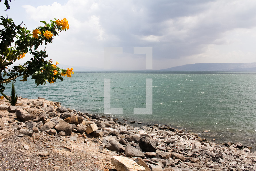 The Sea of Galilee with yellow flowers in the foreground.
