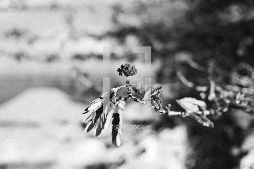 flowers on a branch in black and white 