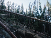 man standing under fallen trees from a landslide 