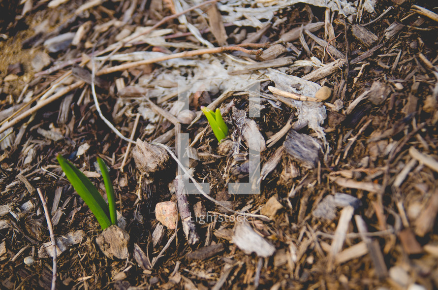 sprouting in mulch 