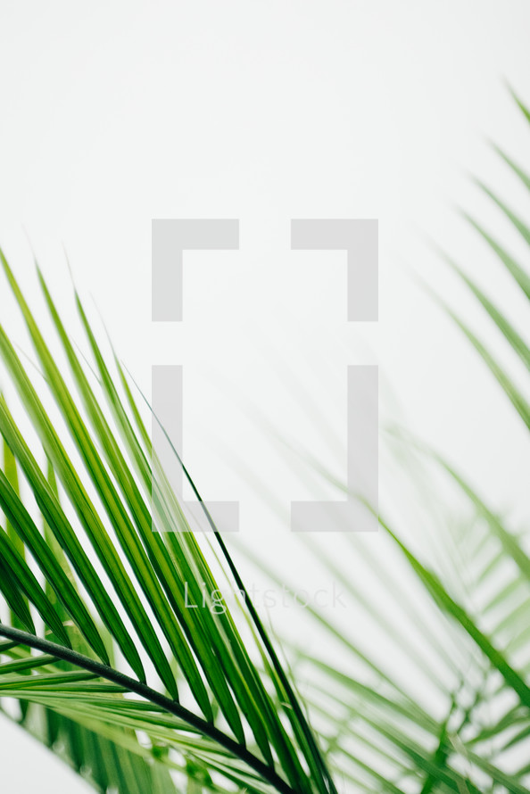 Macro shot of palm branches on a white backdrop.