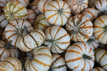 pumpkins background 