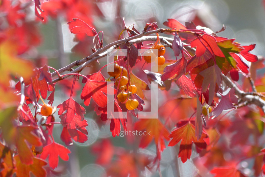 red leaves and orange berries on a sunlit tree