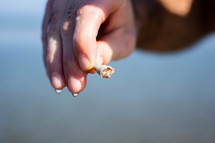 a hand holding a seashell 