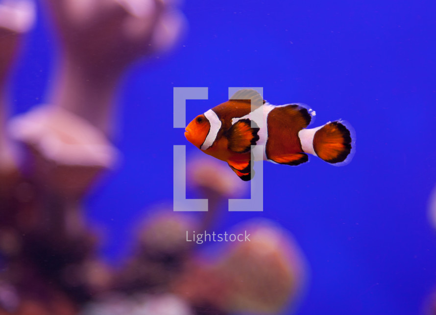 clown fish in an aquarium 