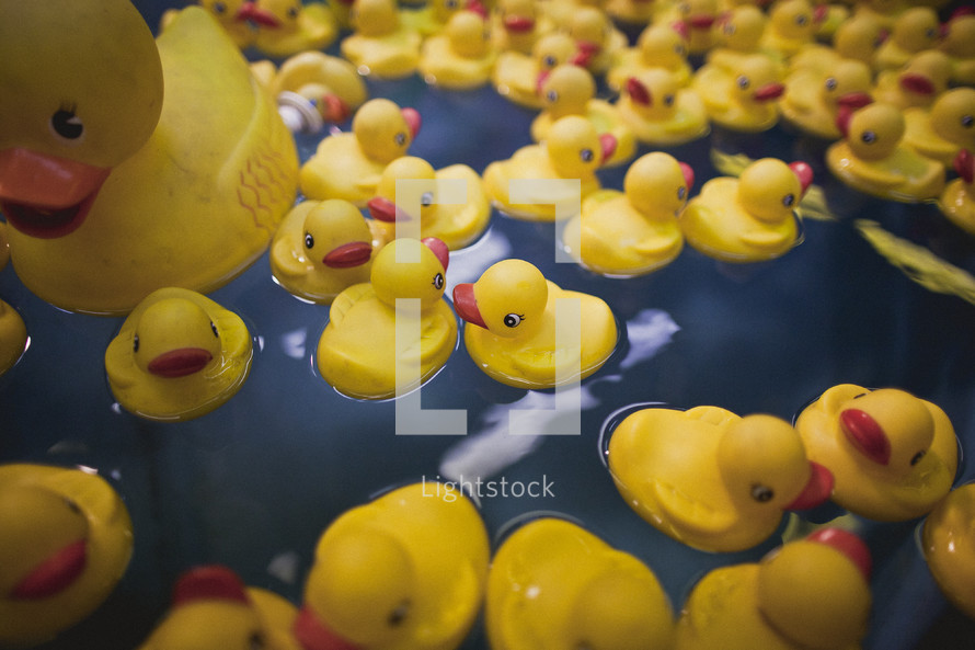 Lots of rubber duckies float in water