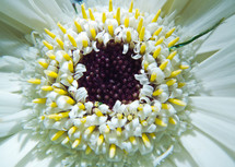 A white flower with purple and yellow stamens and pistils.