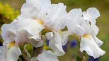 cluster of white irises in a spring garden with blurred background