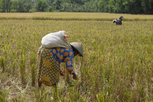 Woman harvesting a field of rice in Indonesia 
