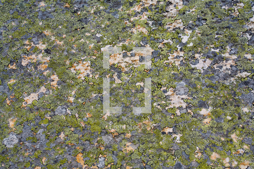 Lichens on rock.