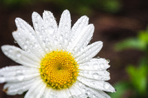 wet daisy petals 