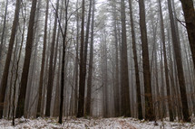 trees in a winter forest 