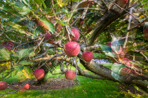 abstract apple orchard 