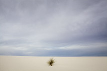 desert plant in sand 
