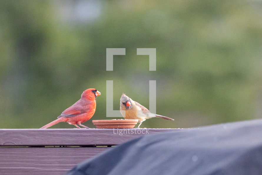 cardinals eating at a feeder