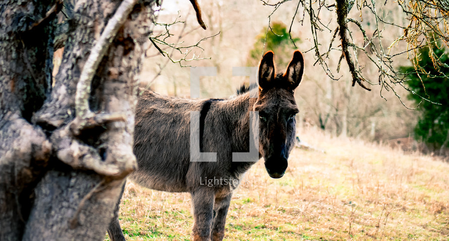 A Jerusalem Donkey 