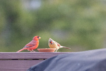 cardinals eating at a feeder