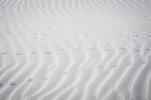 hoof prints in sand 
