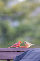 cardinals eating at a feeder