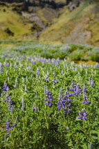 wildflowers in Iceland 